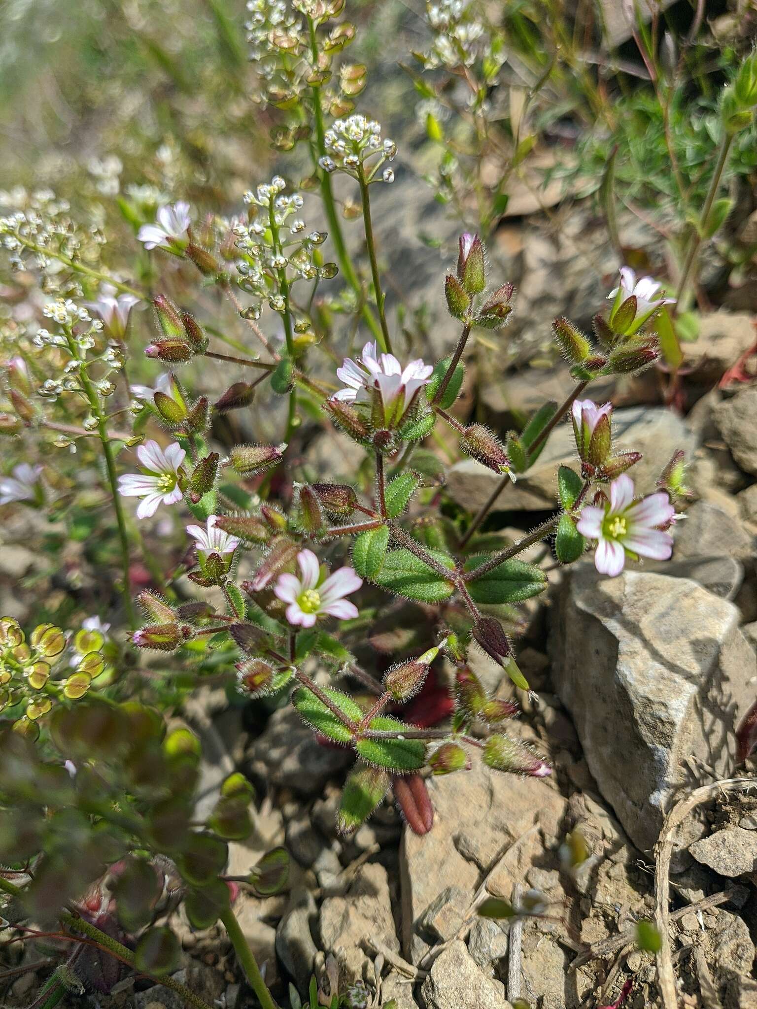 Image of Cerastium ramosissimum Boiss.