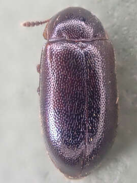 Слика од Tetratoma (Incolia) concolor Le Conte 1879