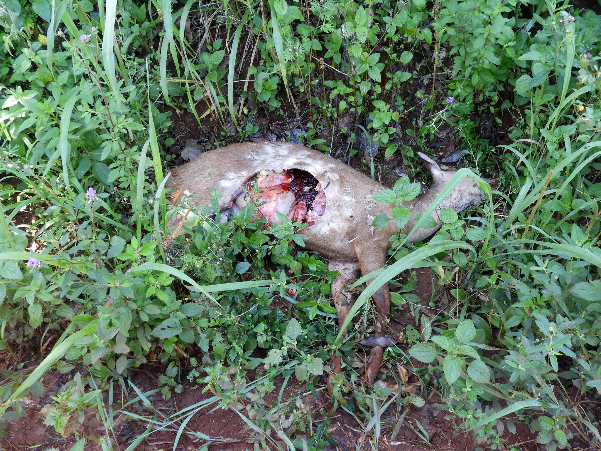 Image of South American Red Brocket