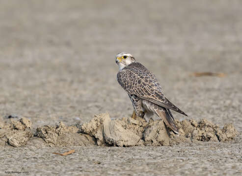 Image of Saker Falcon