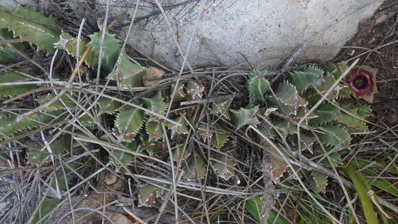 Image of Ceropegia guttata subsp. guttata