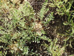 Image of Astragalus dolichophyllus Pall.