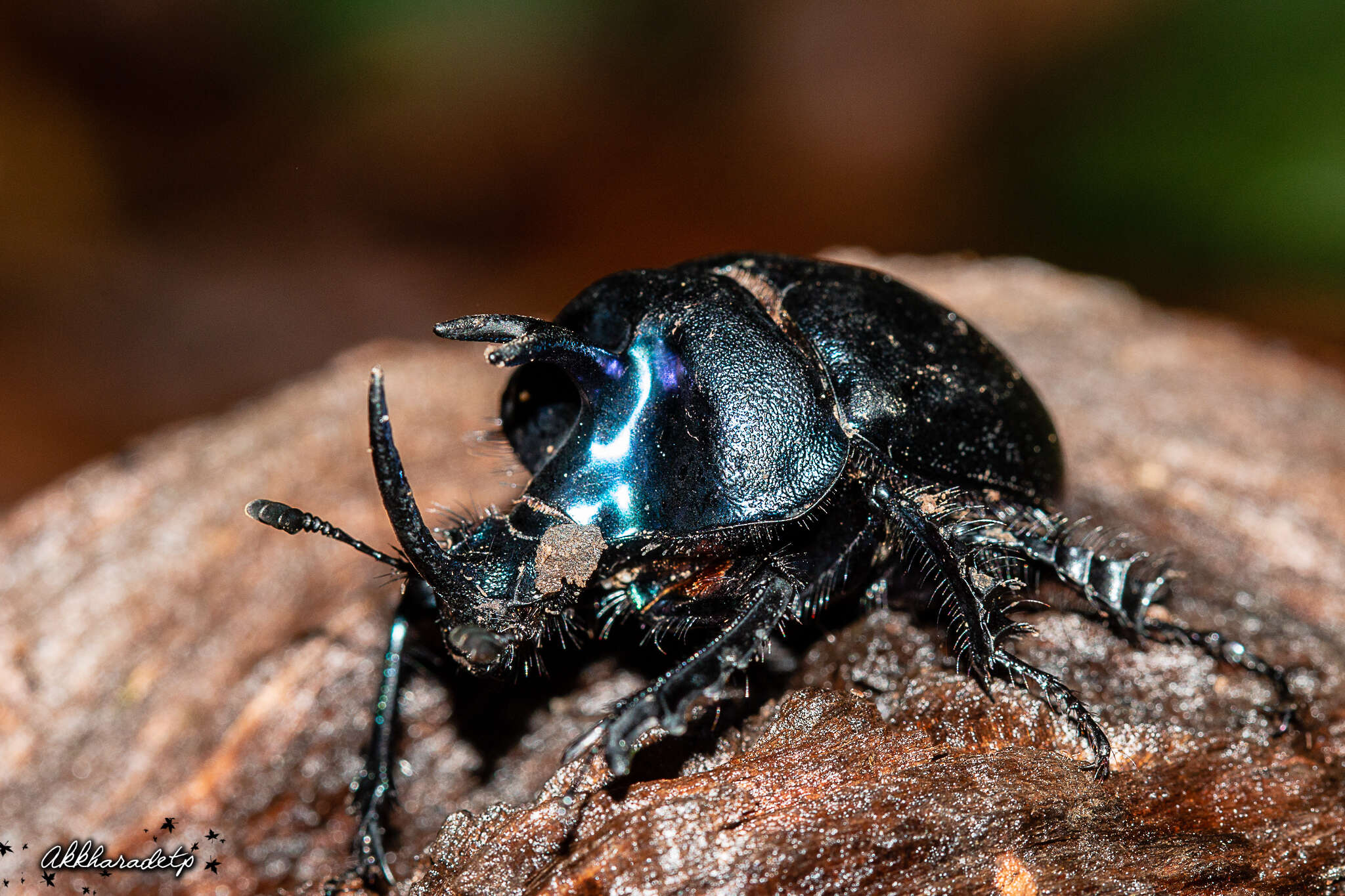 Image of Enoplotrupes