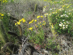 Plancia ëd Senecio lyonii A. Gray ex Lyon