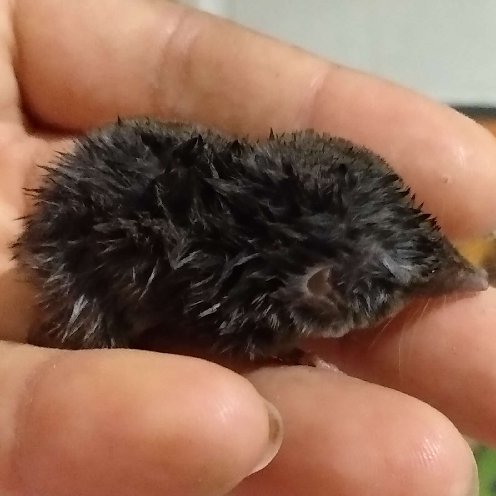 Image of Yucatan Small-eared Shrew