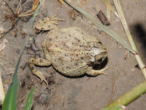 Image of Rhinella dorbignyi (Duméril & Bibron 1841)