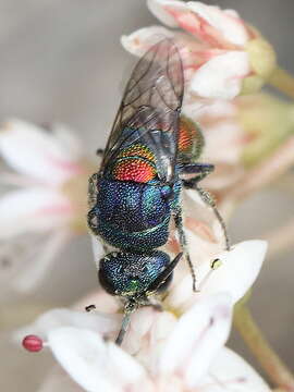 Image of <i>Chrysis scutellaris</i>