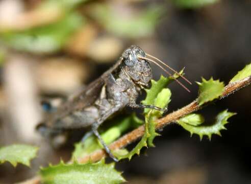 Melanoplus cinereus Scudder & S. H. 1878的圖片