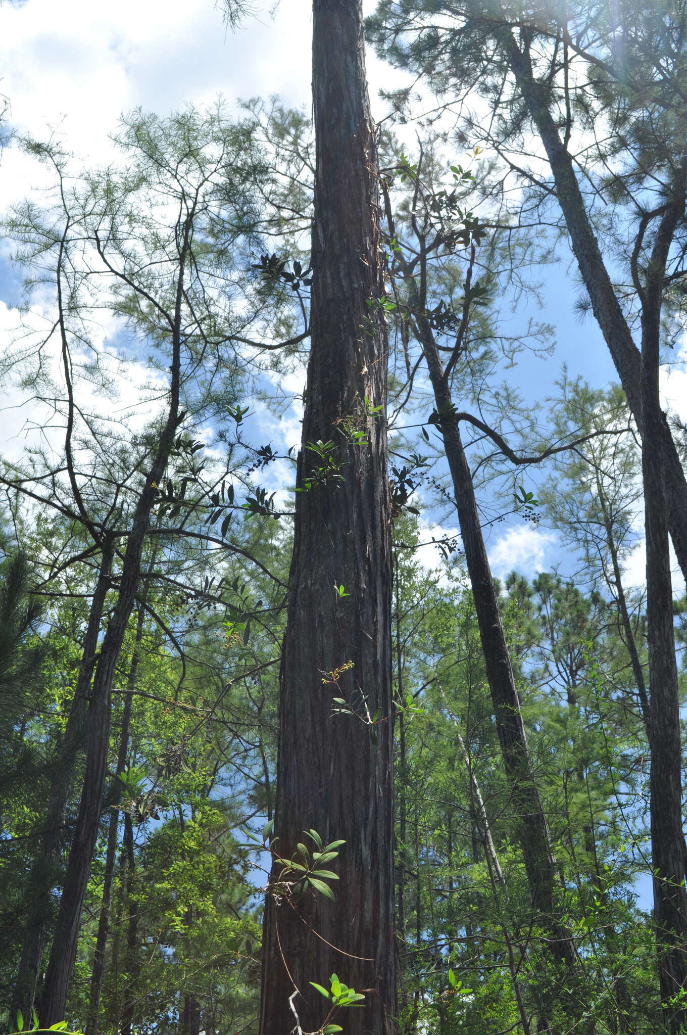 Image of Climbing Fetterbush