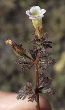 Image of Limnophila ceratophylloides (Hiern) Skan