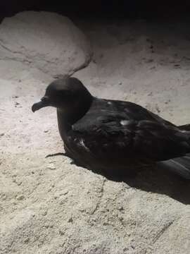 Image of Herald Petrel