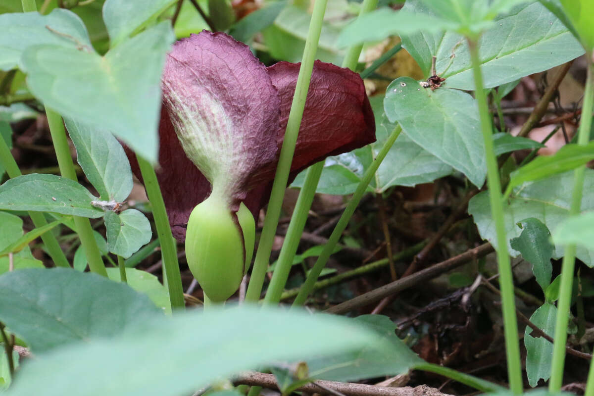 Typhonium brownii Schott的圖片