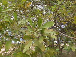 Image de Vitex pyramidata B. L. Rob.