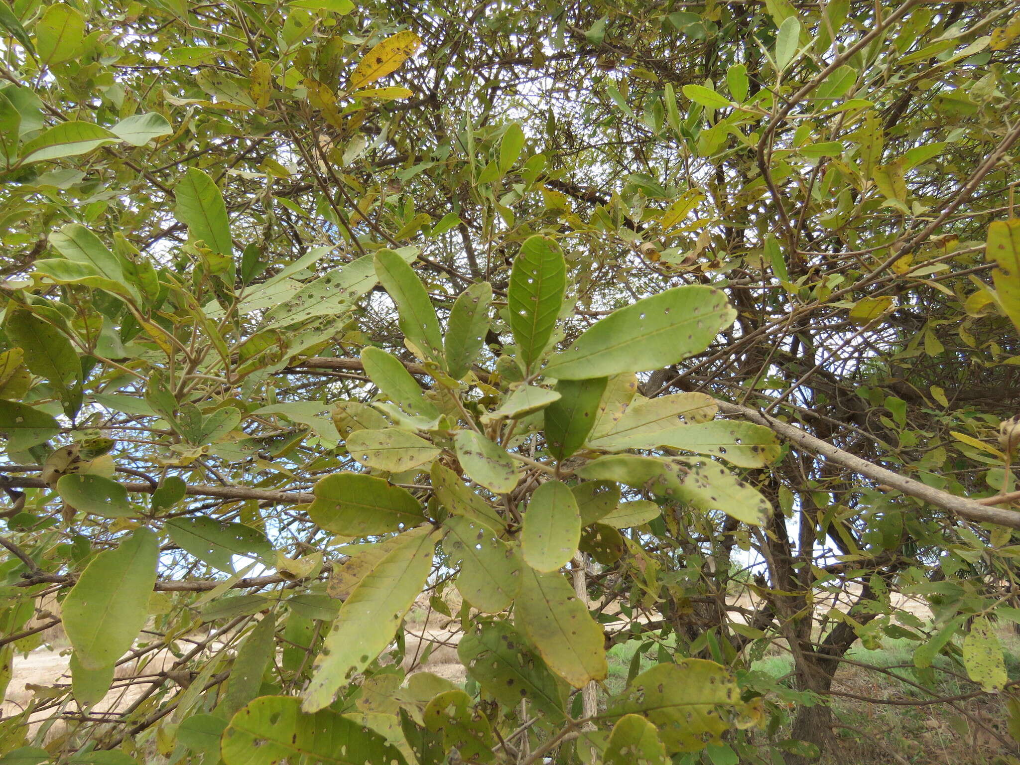 Sivun Vitex pyramidata B. L. Rob. kuva