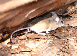 Image of Pinyon Mouse
