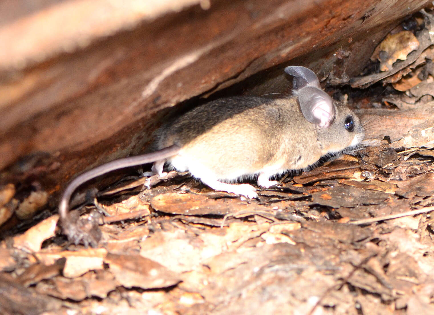 Image de Peromyscus truei (Shufeldt 1885)