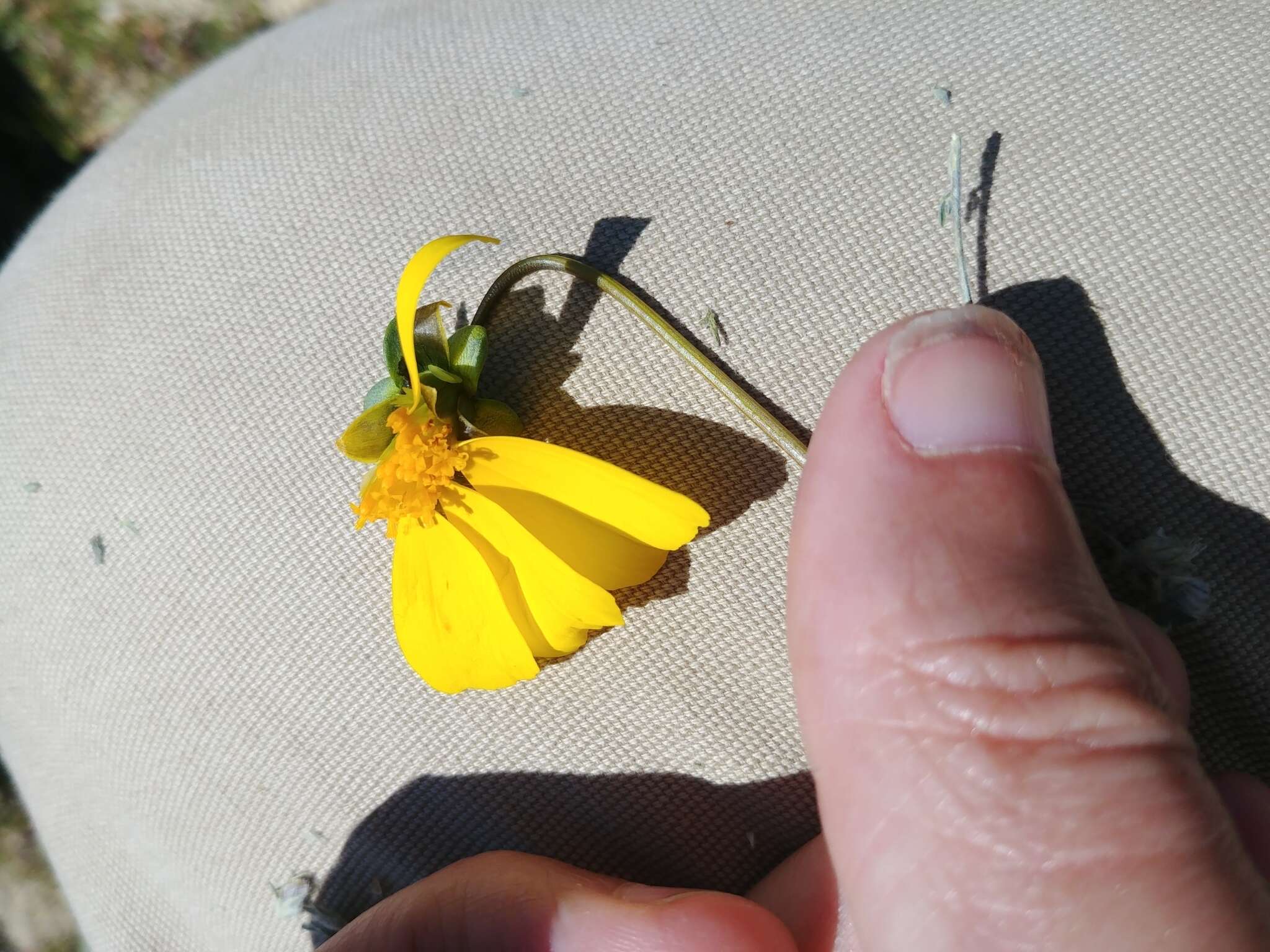 صورة Coreopsis calliopsidea (DC.) A. Gray