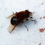 صورة Eristalis circe Williston 1891