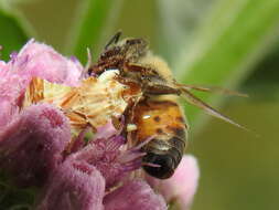 Image of Phymata fasciata (Gray 1832)