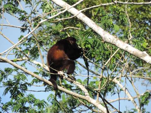 Image de Alouatta palliata mexicana Merriam 1902