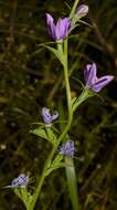 Image of prairie Venus' looking-glass