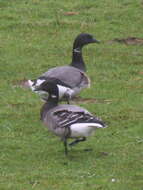 صورة Branta bernicla bernicla (Linnaeus 1758)