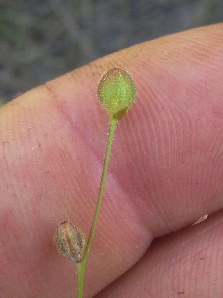 Oenothera linifolia Nutt.的圖片