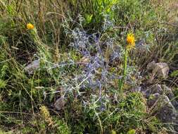 Eryngium triquetrum Vahl resmi