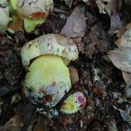 Image of Butyriboletus regius (Krombh.) D. Arora & J. L. Frank 2014