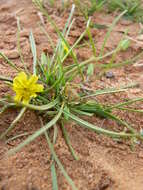 Image de Koelpinia linearis Pall.