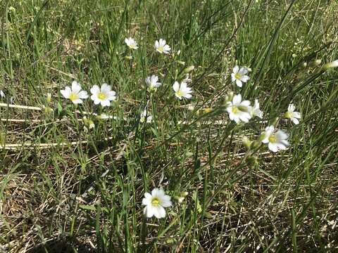 Image of field chickweed