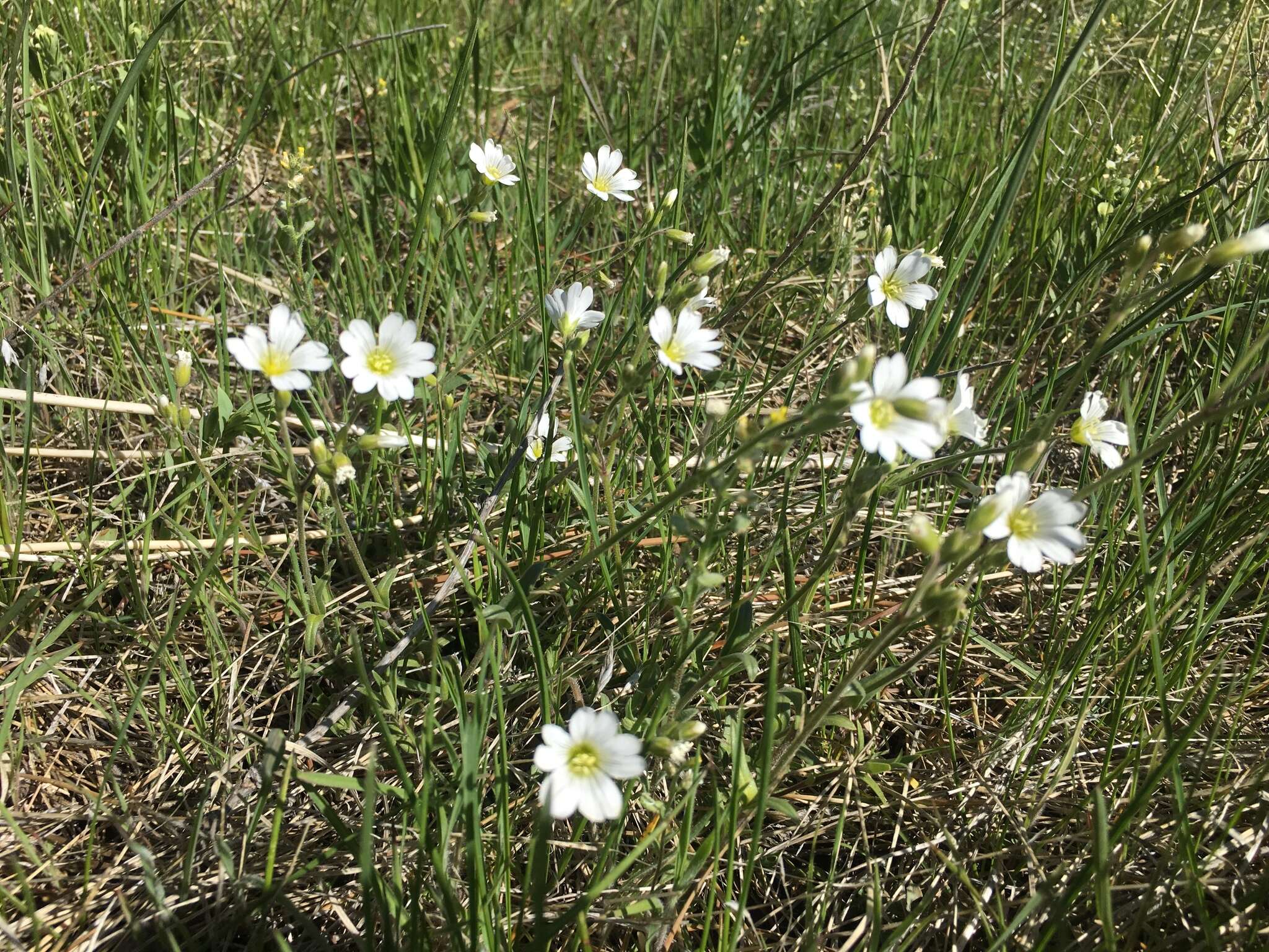 Imagem de Cerastium arvense subsp. strictum (L.) Gaudin