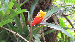 Guzmania nicaraguensis Mez & C. F. Baker的圖片