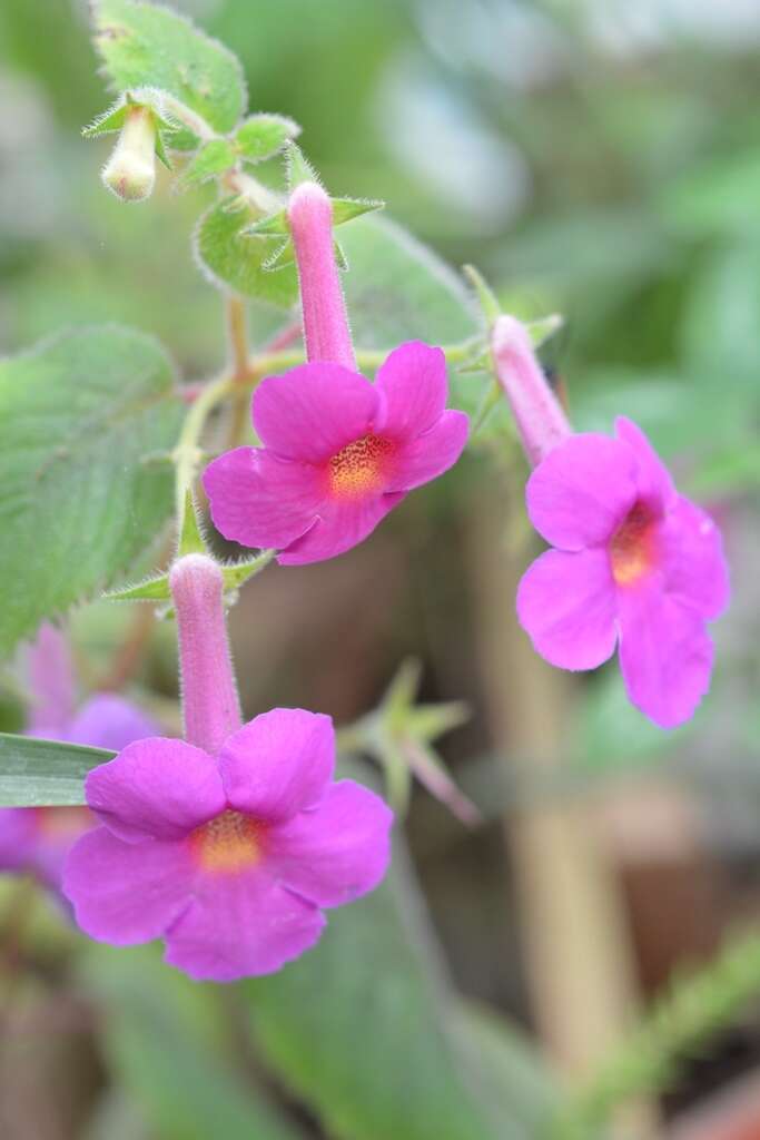 Image of Achimenes skinneri Lindl.