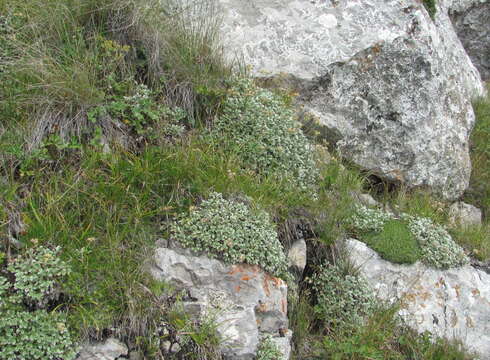 Image of Potentilla oweriniana Rupr. ex Boiss.