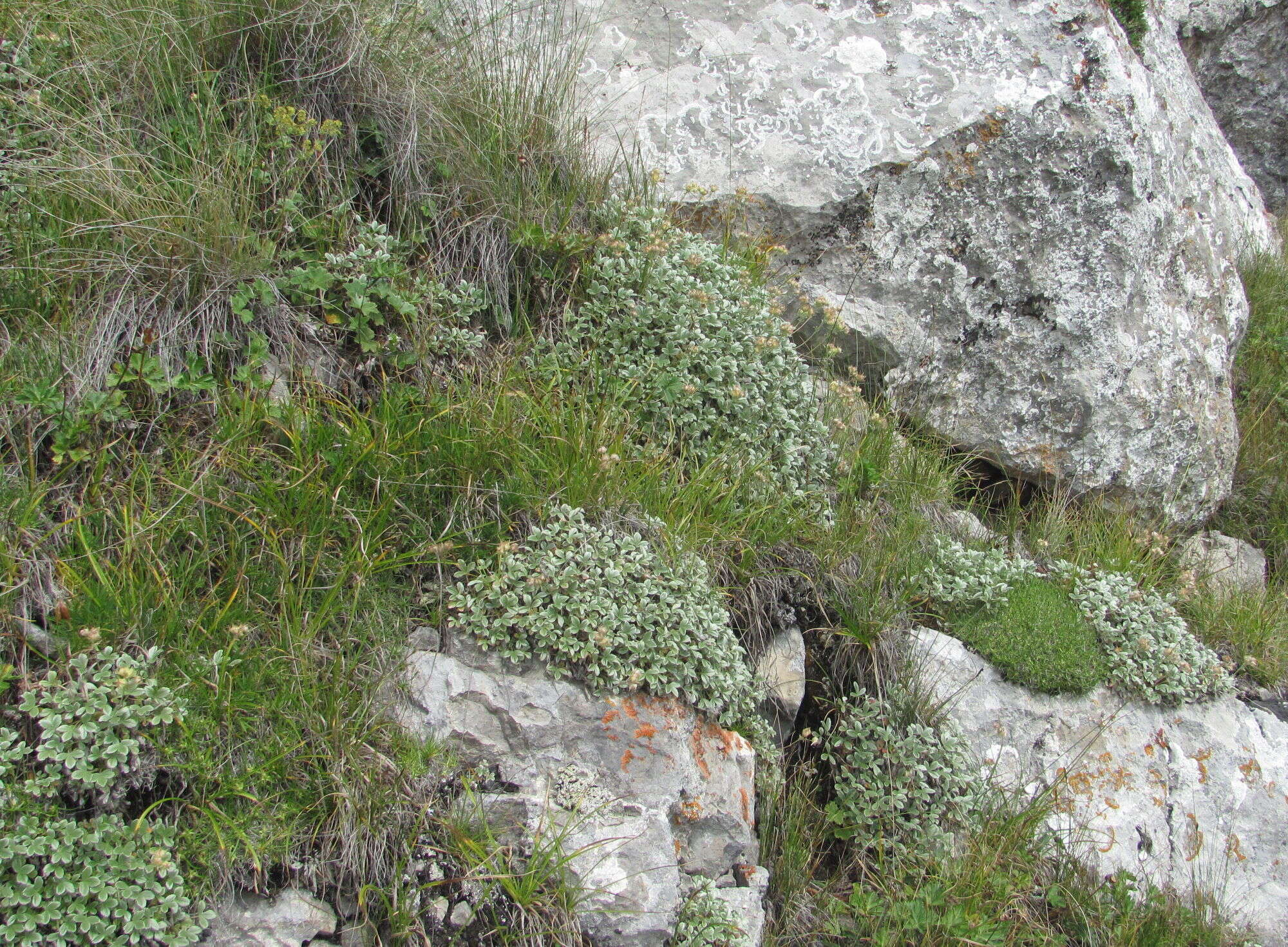 Слика од Potentilla oweriniana Rupr. ex Boiss.