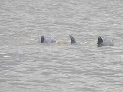 Image of Amazon River Dolphin