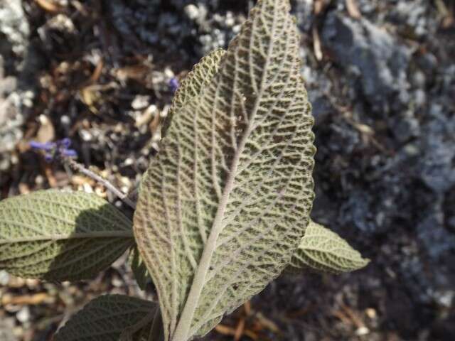 Image of <i>Coleus alloplectus</i>