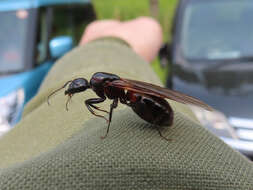 Image of Camponotus obscuripes Mayr 1879