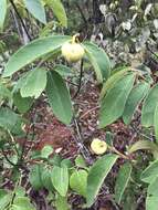 Image of Annona tomentosa R. E. Fr.