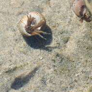 Image of blueband hermit crab