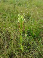 Image of Habenaria epipactidea Rchb. fil.