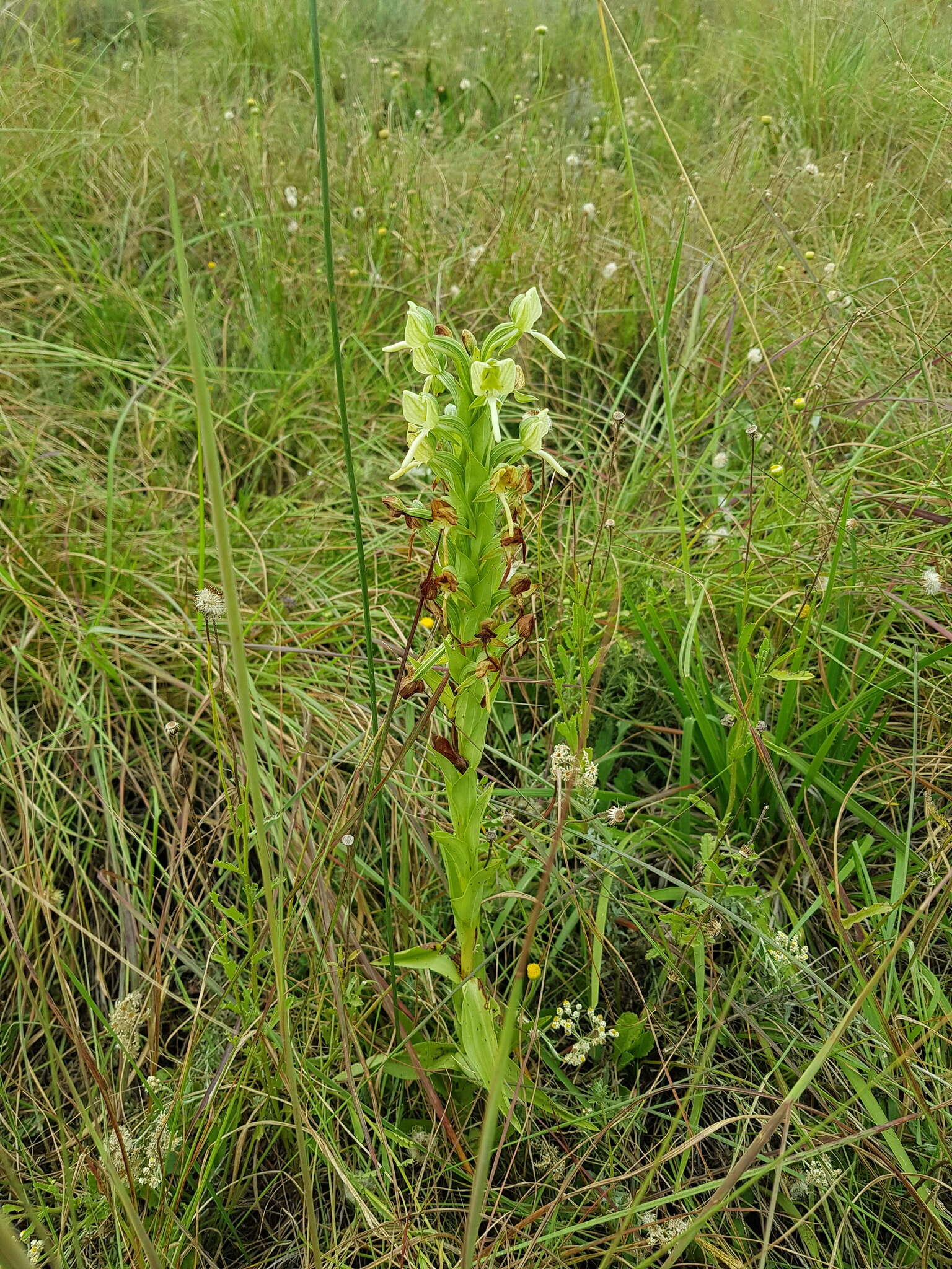 Image of Habenaria epipactidea Rchb. fil.