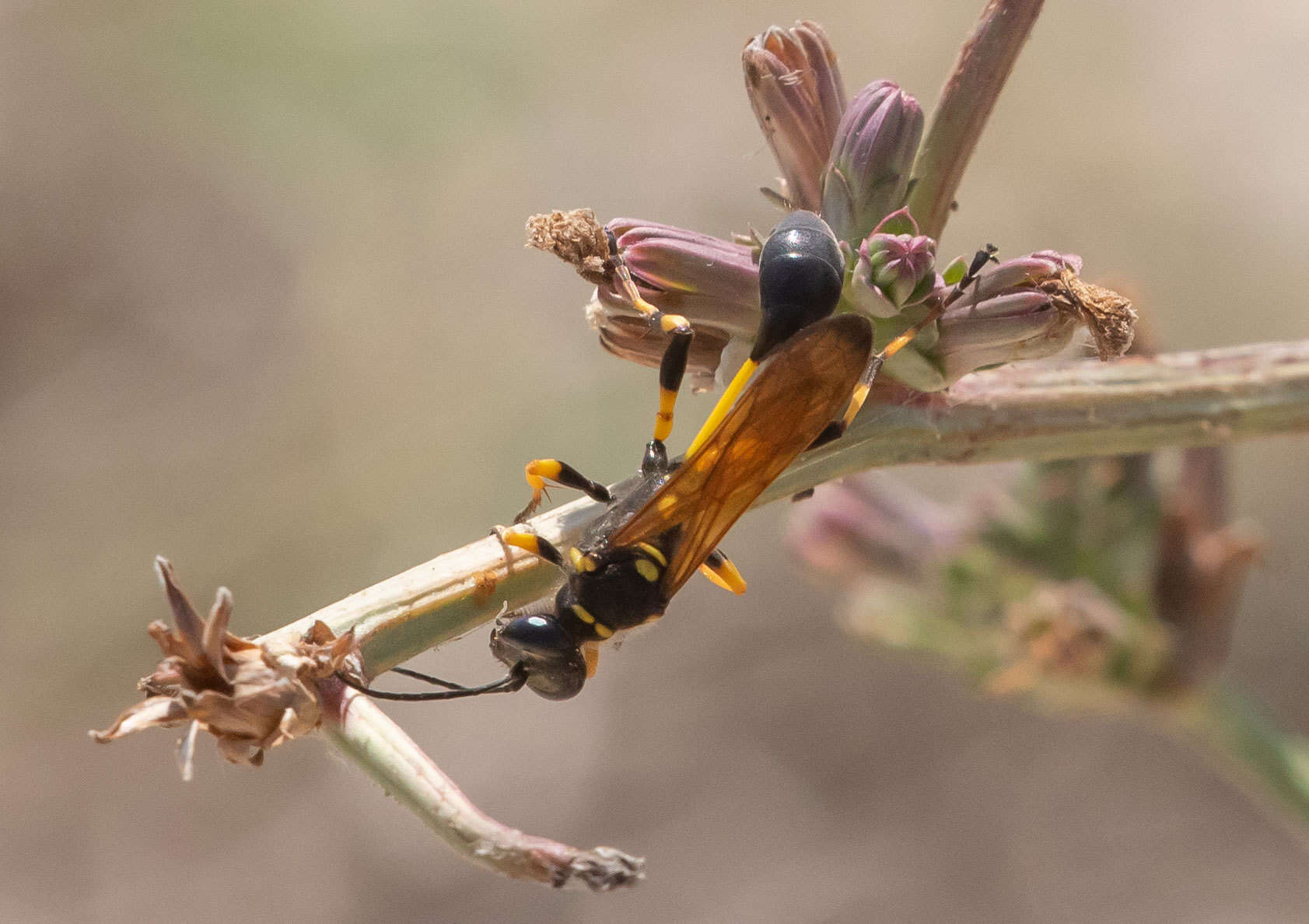 Sivun Sceliphron spirifex (Linnaeus 1758) kuva