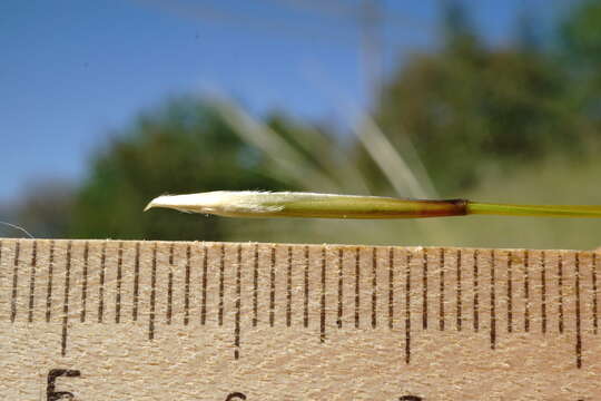 Image of Stipa pontica P. A. Smirn.