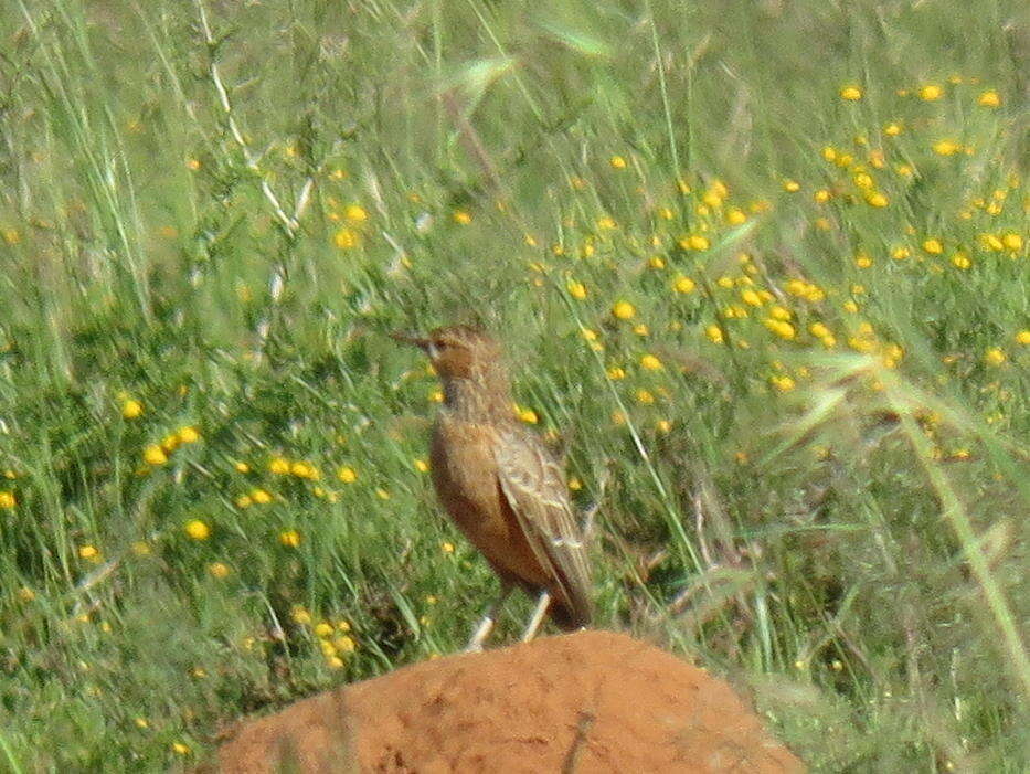 Imagem de Chersomanes Cabanis 1851