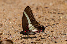 Image of Protographium asius (Fabricius 1781)