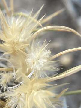 Image of desertgrass