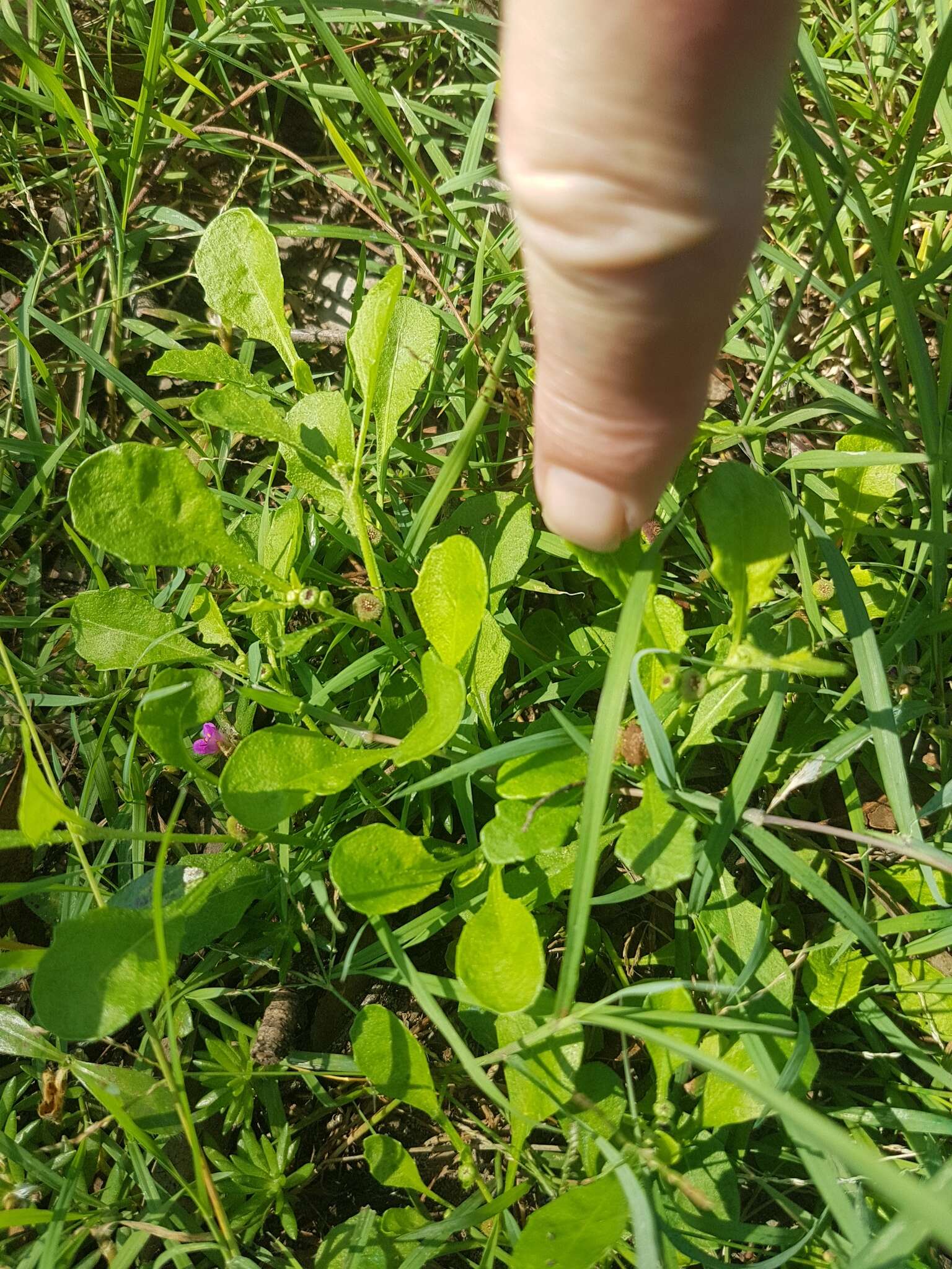 Image of Spreading Nut-heads