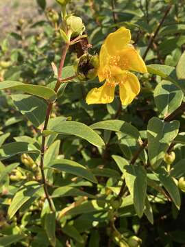 Image of <i>Hypericum hidcoteense</i>